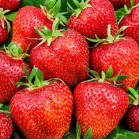 3x Climbing strawberry Fragaria 'Bakker's Kingsize'