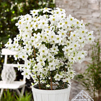 Clematis 'Avalanche' white includes a climbing frame - Hardy plant