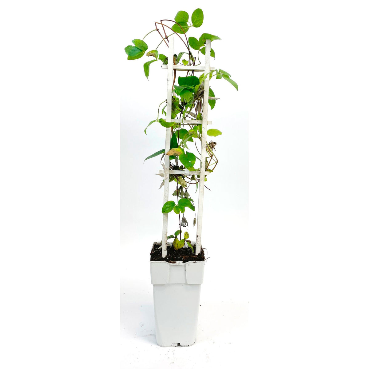 Clematis 'Avalanche' white includes a climbing frame - Hardy plant