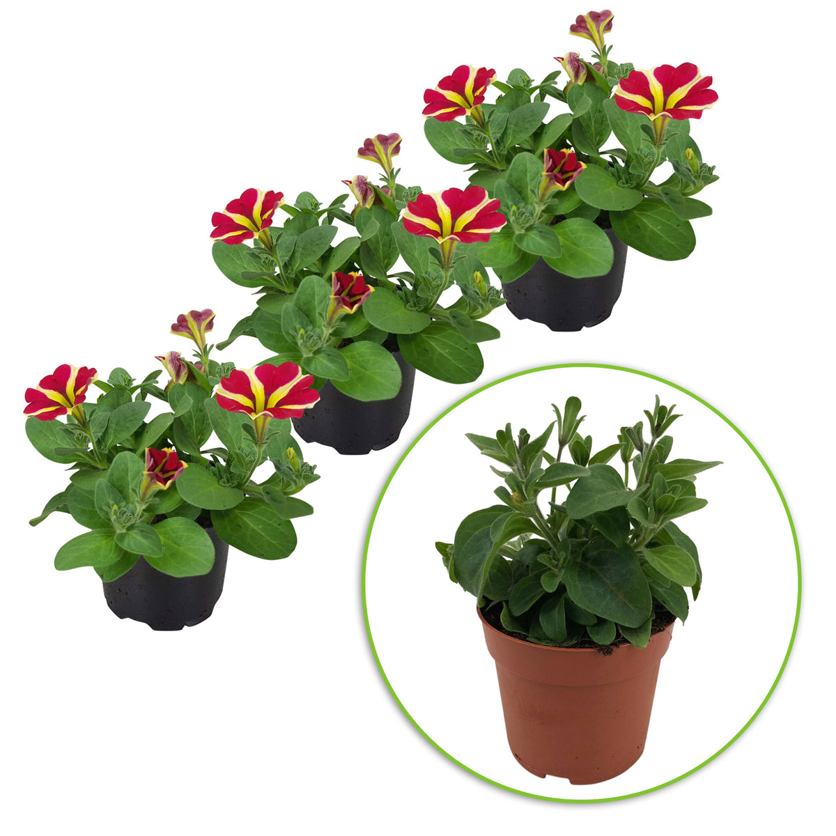 3x Petunia 'Amore Queen of Hearts' yellow-red