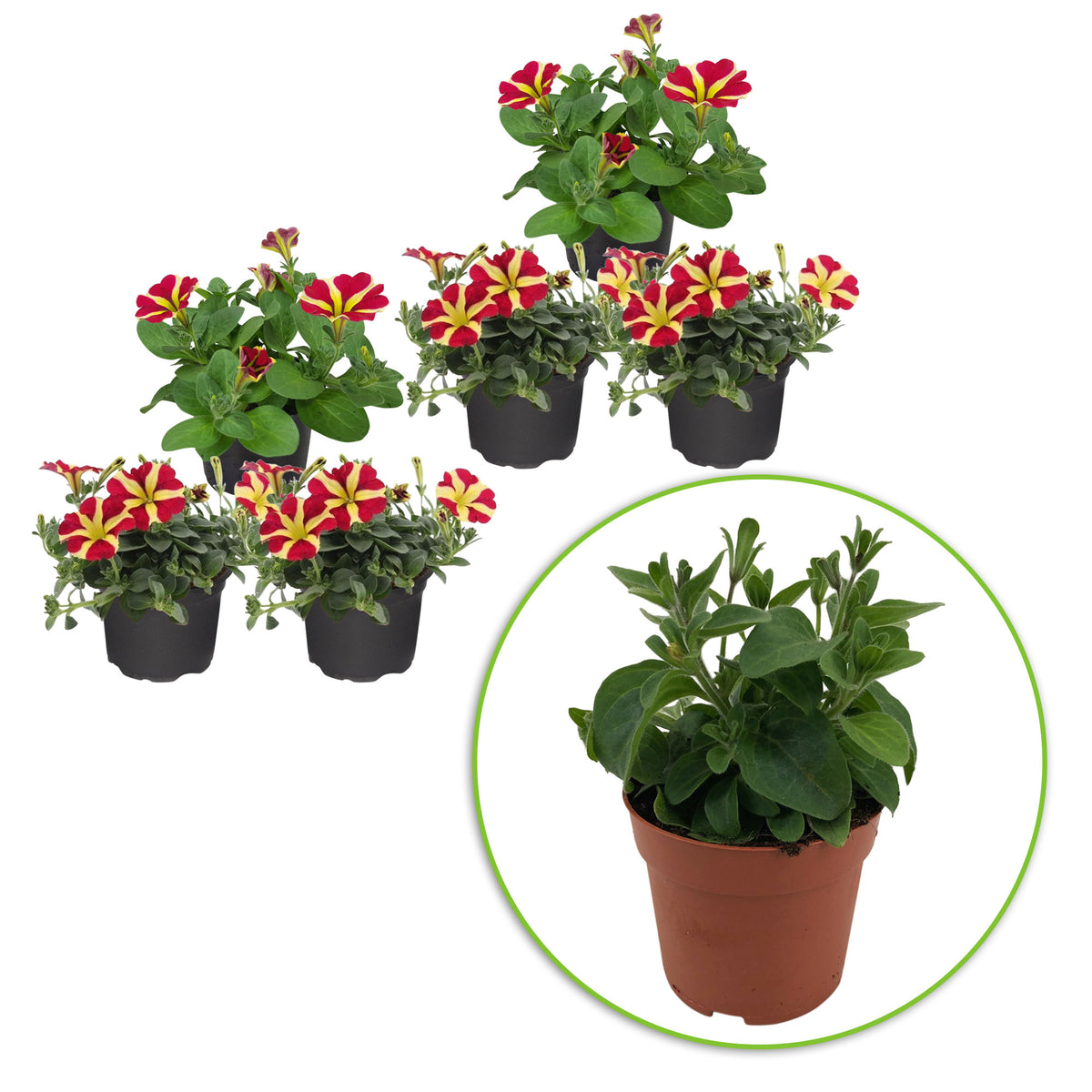 3x Petunia 'Amore Queen of Hearts' yellow-red