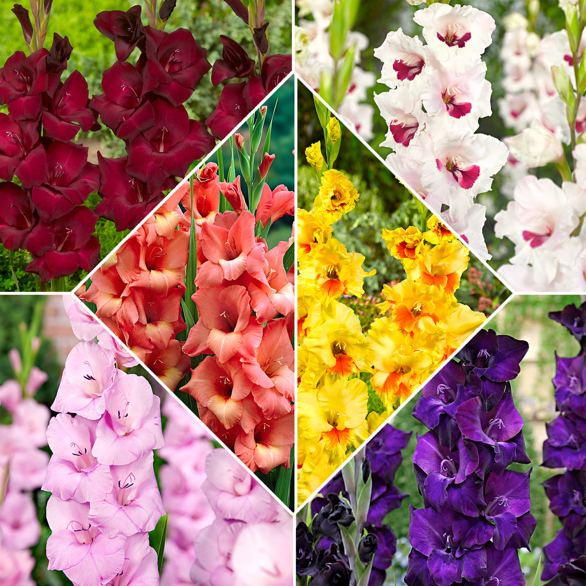 60x Gladiolus - Mix