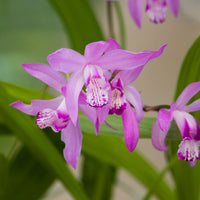 Japanese orchid Bletilla straita pink - Waterside plant