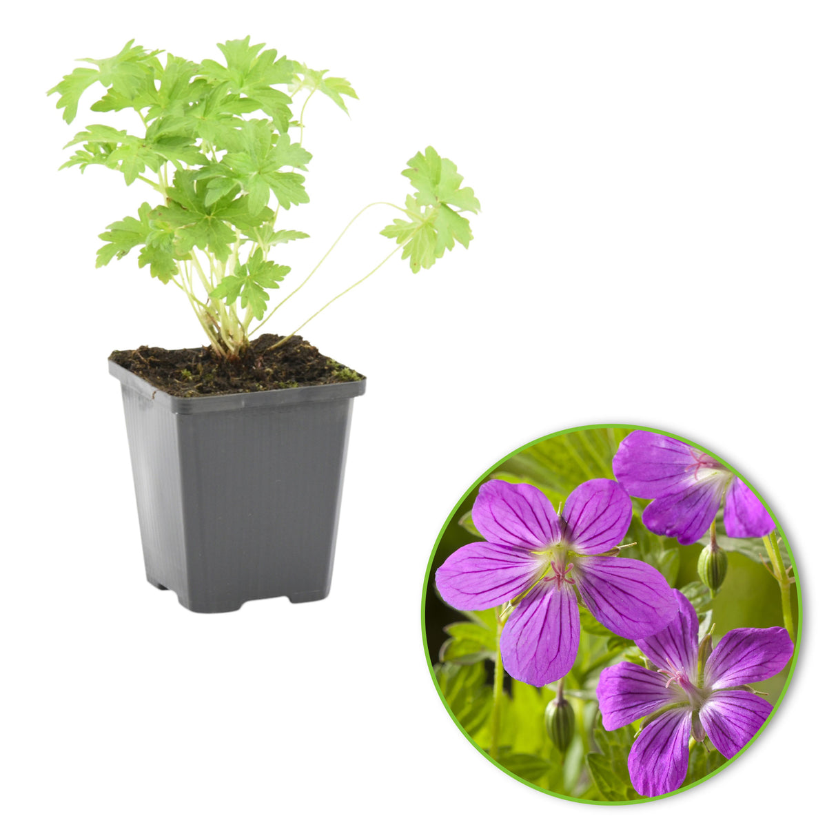 Marsh cranesbill Geranium palustre purple - Marsh plant, waterside plant