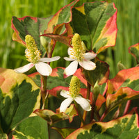 Heart-leaved houttuynia Houttuynia 'Chameleon' - Marsh plant, waterside plant