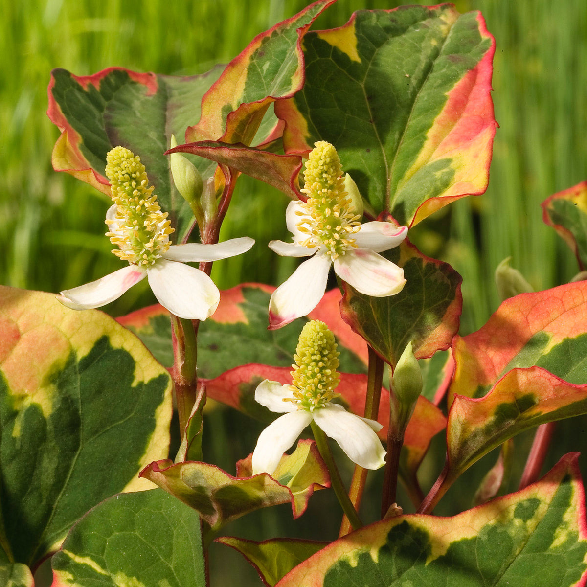Heart-leaved houttuynia Houttuynia 'Chameleon' - Marsh plant, waterside plant