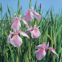 Japanese water Iris 'Rose Queen' pink - Marsh plant, waterside plant