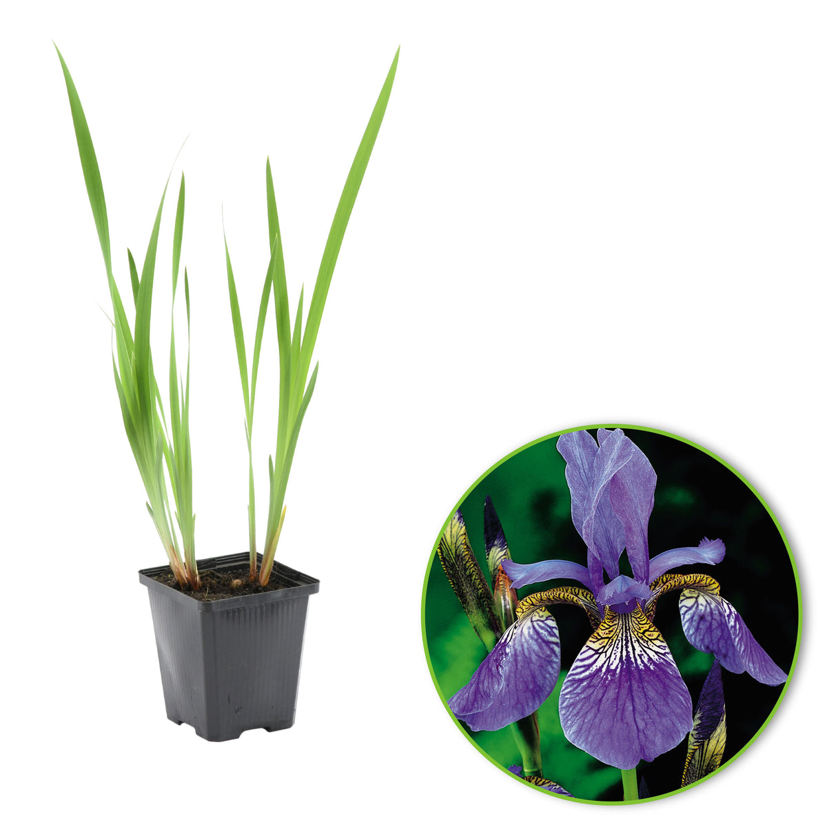 Siberian blue iris sibirica blue-purple - Marsh plant, waterside plant