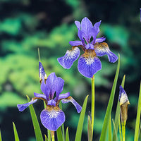Siberian blue iris sibirica blue-purple - Marsh plant, waterside plant