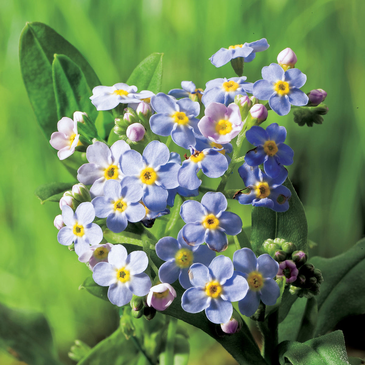 Water forget-me-not Myosotis palustris purple - Marsh plant, waterside plant