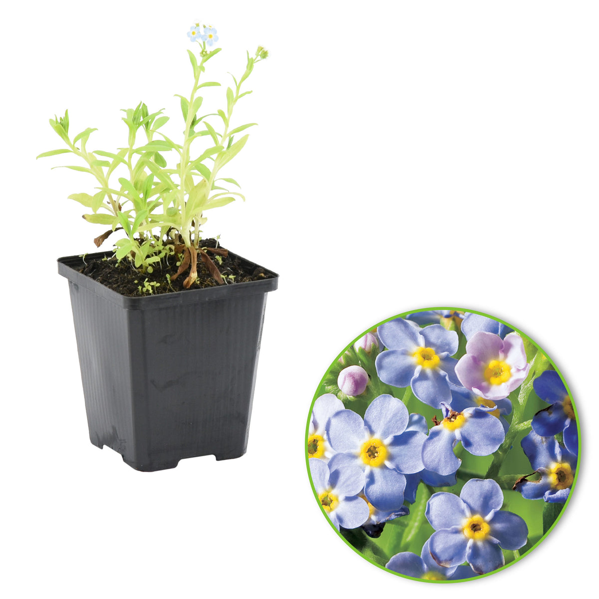 Water forget-me-not Myosotis palustris purple - Marsh plant, waterside plant