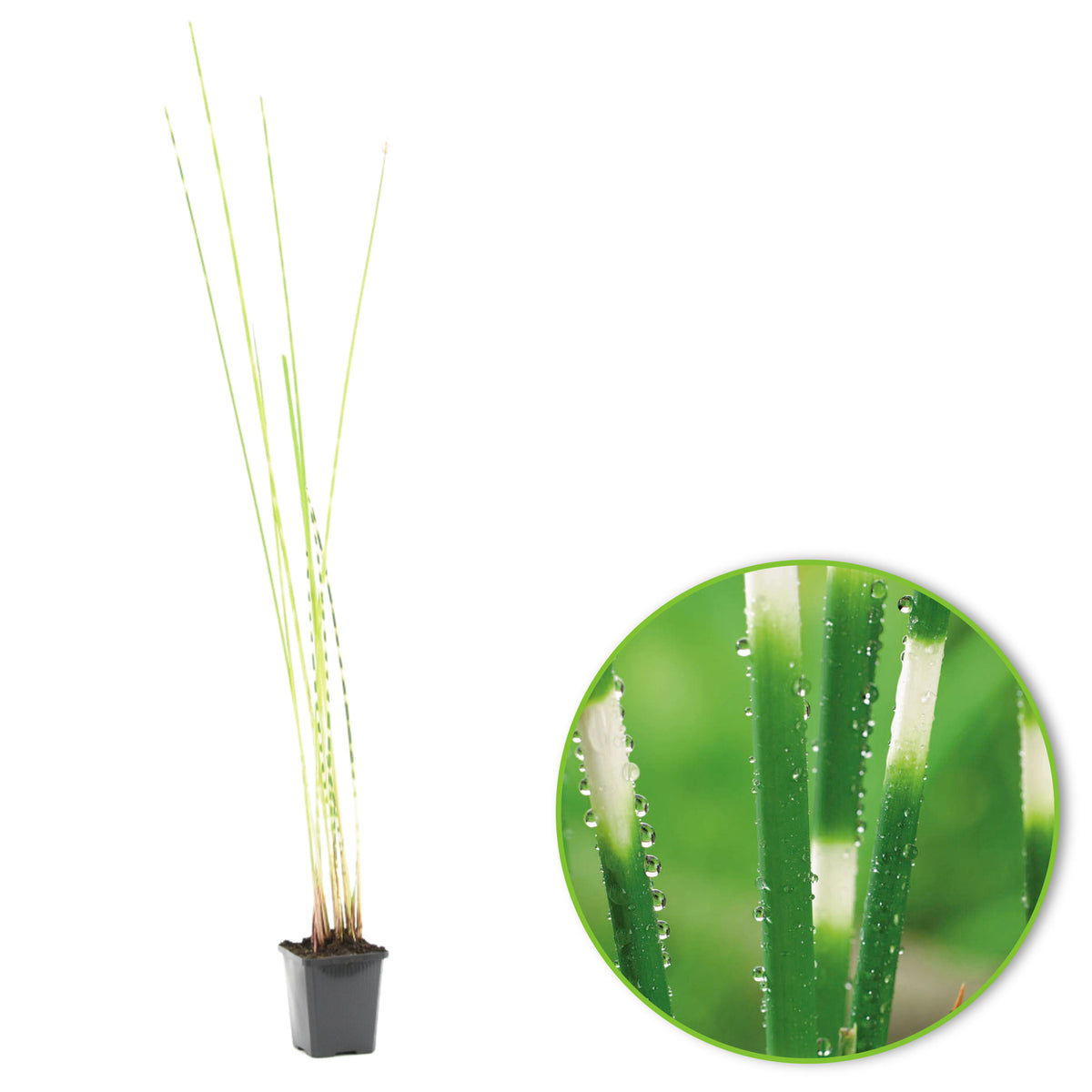 Softstem bulrush Schoenoplectus 'Zebrinus' - Marsh plant