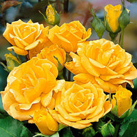 Spray rose Rosa 'Arthur Bell' yellow - Hardy plant