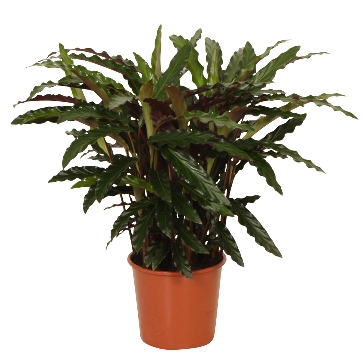 Velvet Calathea 'Elger Grass'