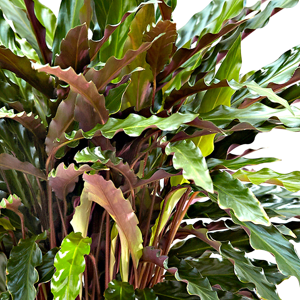 Velvet Calathea 'Elger Grass'