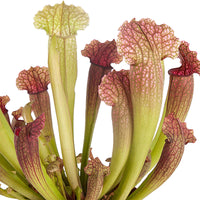 Carnivorous pitcher plant Sarracenia 'Juthatip Soper' green-red