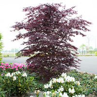 Japanese maple Acer 'Black Lace' red-purple - Hardy plant