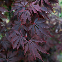 Japanese maple Acer 'Black Lace' red-purple - Hardy plant