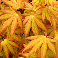 Japanese maple Acer 'Orange Dream' Green-Yellow-Orange - Hardy plant
