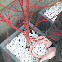 Japanese maple Acer 'Sangokaku' green-red - Hardy plant