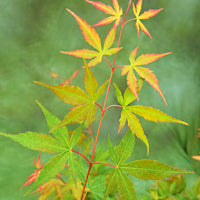 Japanese maple Acer 'Sangokaku' green-red - Hardy plant