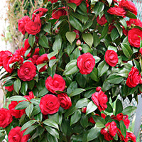 Camelia Camellia japonica 'Black Lace' red incl. decorative pot - Hardy plant