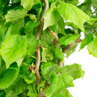 Corylus 'Scooter' - Hardy plant