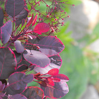 Smoketree 'Lilla' purple - Hardy plant