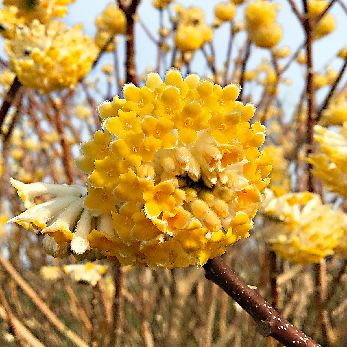 Edgeworthia 'Grandiflora' - Hardy plant