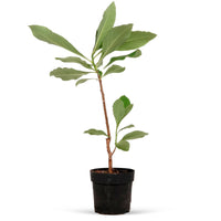 Edgeworthia 'Grandiflora' - Hardy plant