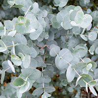 Gum tree Eucalyptus gunnii 'Azura' white - Hardy plant