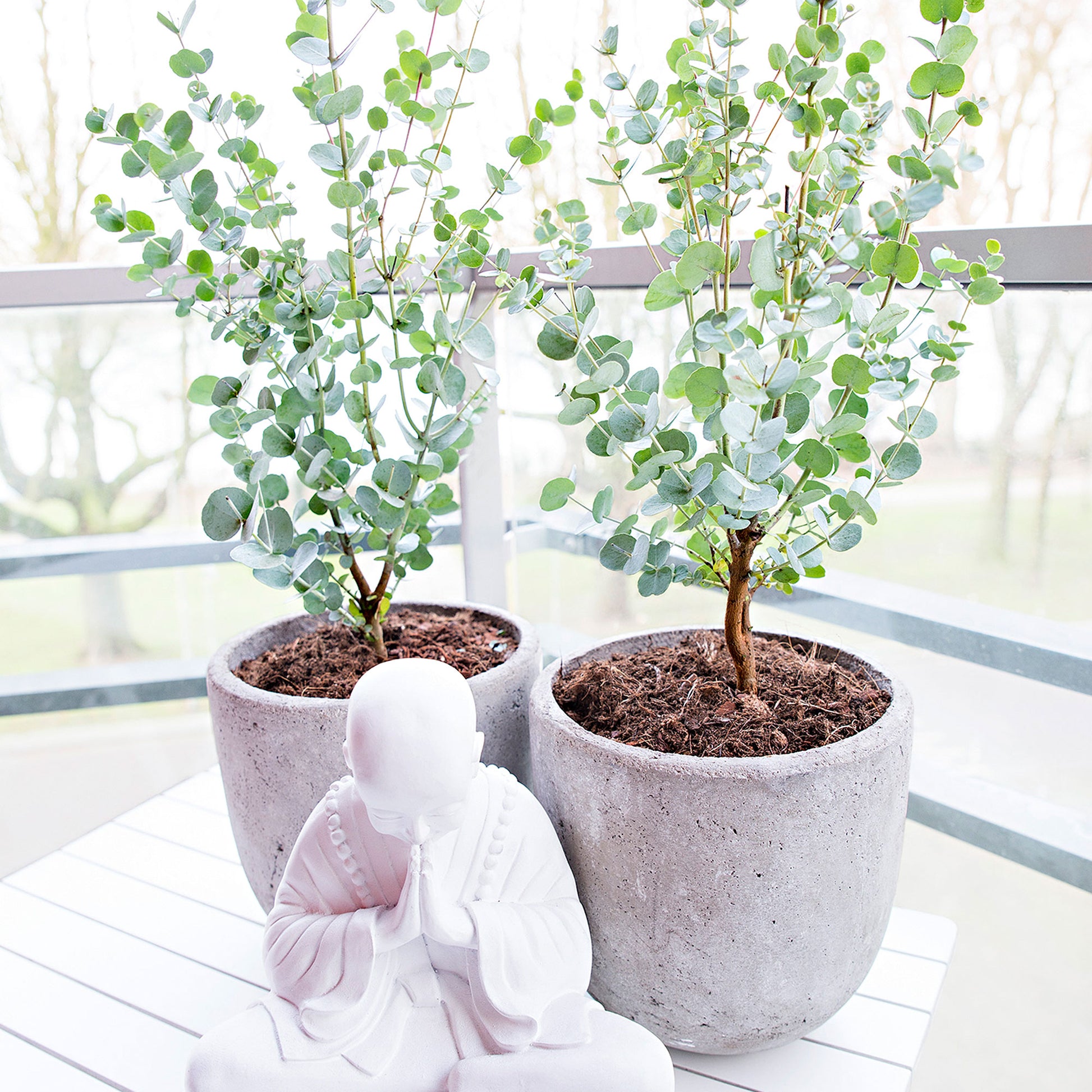 gum tree house plant Gum tree Eucalyptus gunnii 'Azura' white