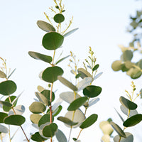 Gum tree Eucalyptus gunnii 'Azura' white - Hardy plant