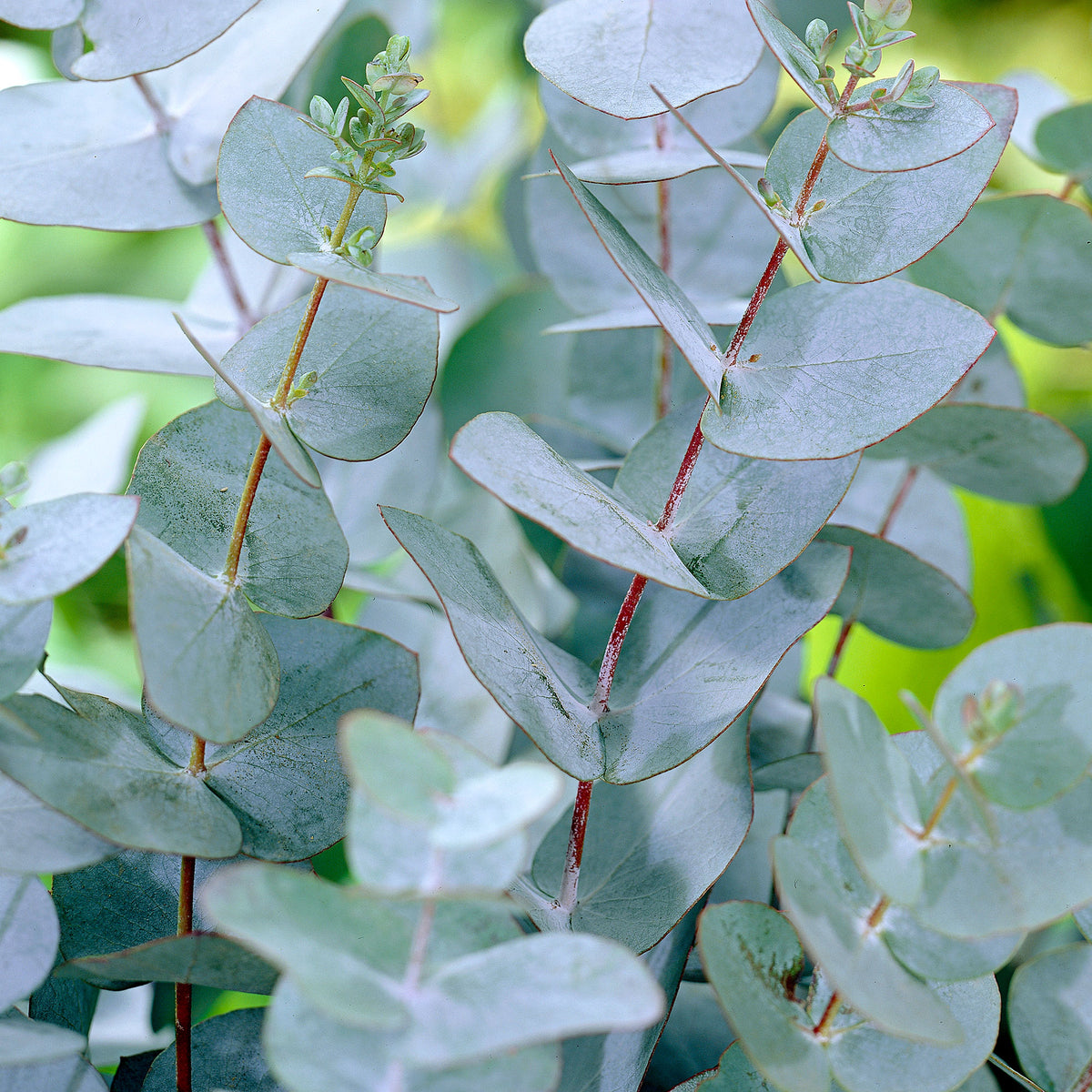 Gum tree Eucalyptus gunnii 'Azura' white - Hardy plant