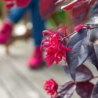 Chinese 'Fire Dance' tree 'Ever Red' red - Hardy plant