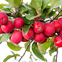 Apple tree Malus 'Appletini' red - Hardy plant