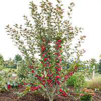 Apple tree Malus 'Appletini' red - Hardy plant