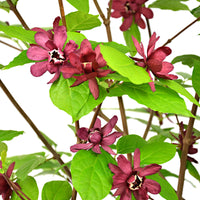 Calycanthus 'Hartlage Wine' red - Hardy plant