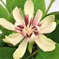 Calycanthus 'Venus' green-white-yellow - Hardy plant