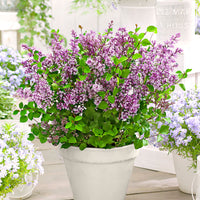 Dwarf lilac Syringa 'Dark Purple' purple - Hardy plant