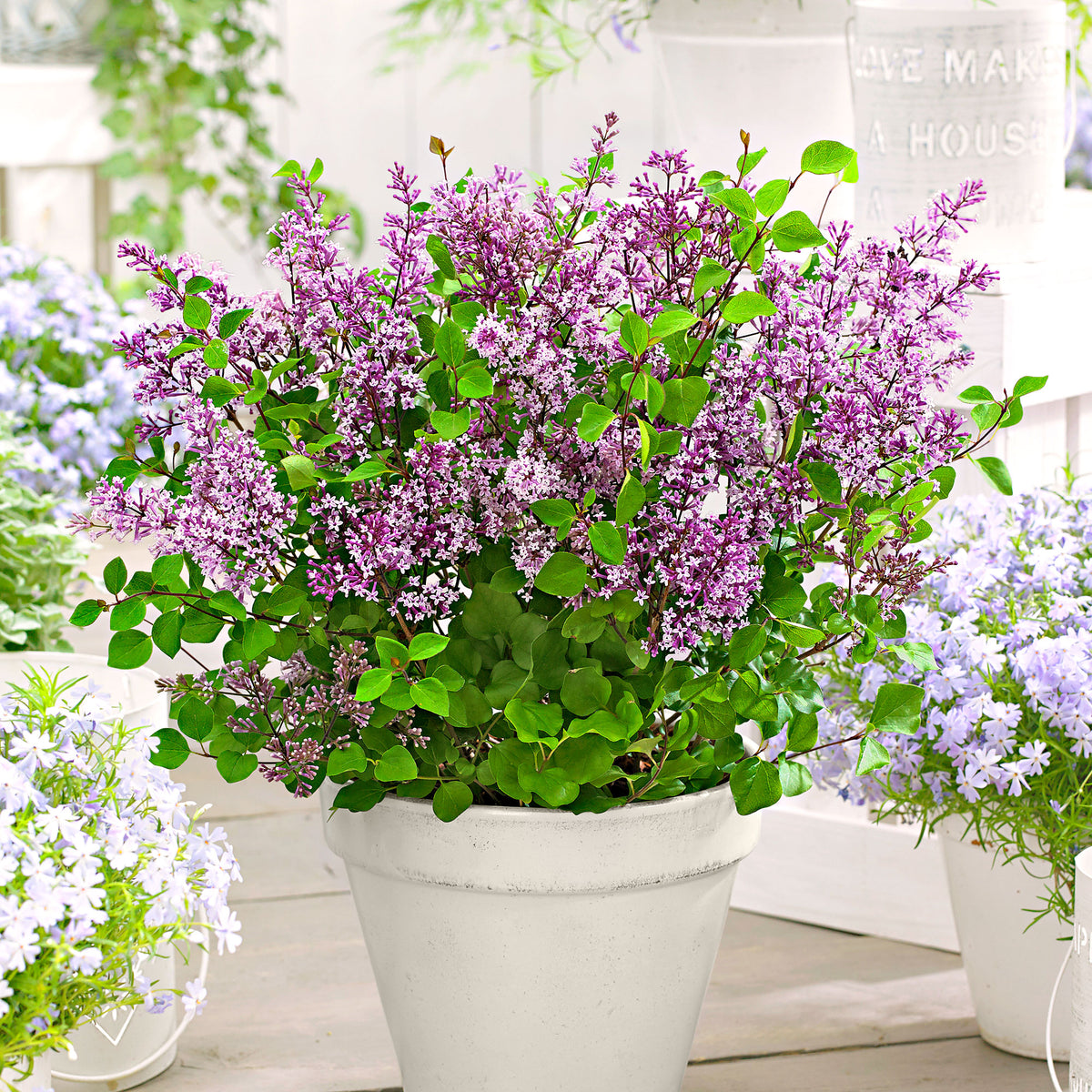 Dwarf lilac Syringa 'Dark Purple' purple - Hardy plant