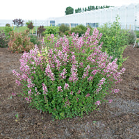Dwarf Lilac - Hardy plant