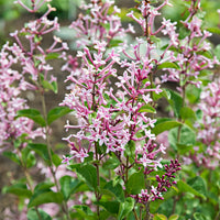 Dwarf Lilac - Hardy plant
