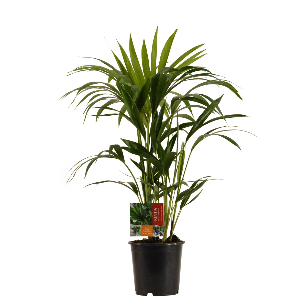 Kentia palm Howea forsteriana