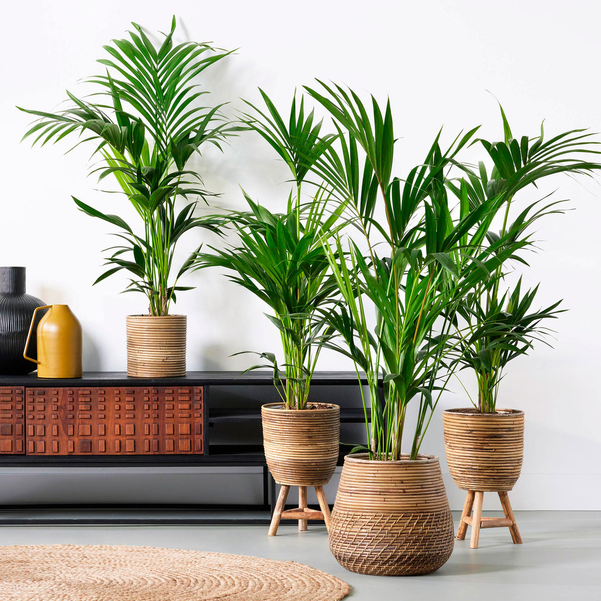 Kentia palm Howea forsteriana