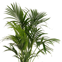 Kentia palm Howea forsteriana