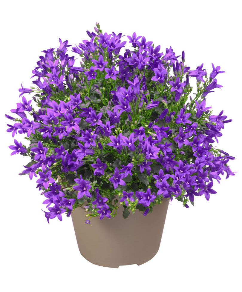 Bellflower Campanula 'Lavender' hardy perennial 'Lavender' Purple - Hardy plant