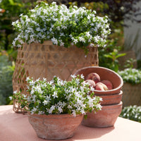 Serbian bellflower Campanula 'Silberregen' White - Bio - Hardy plant