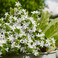 Bellflower Campanula 'Adansa White' White - Hardy plant