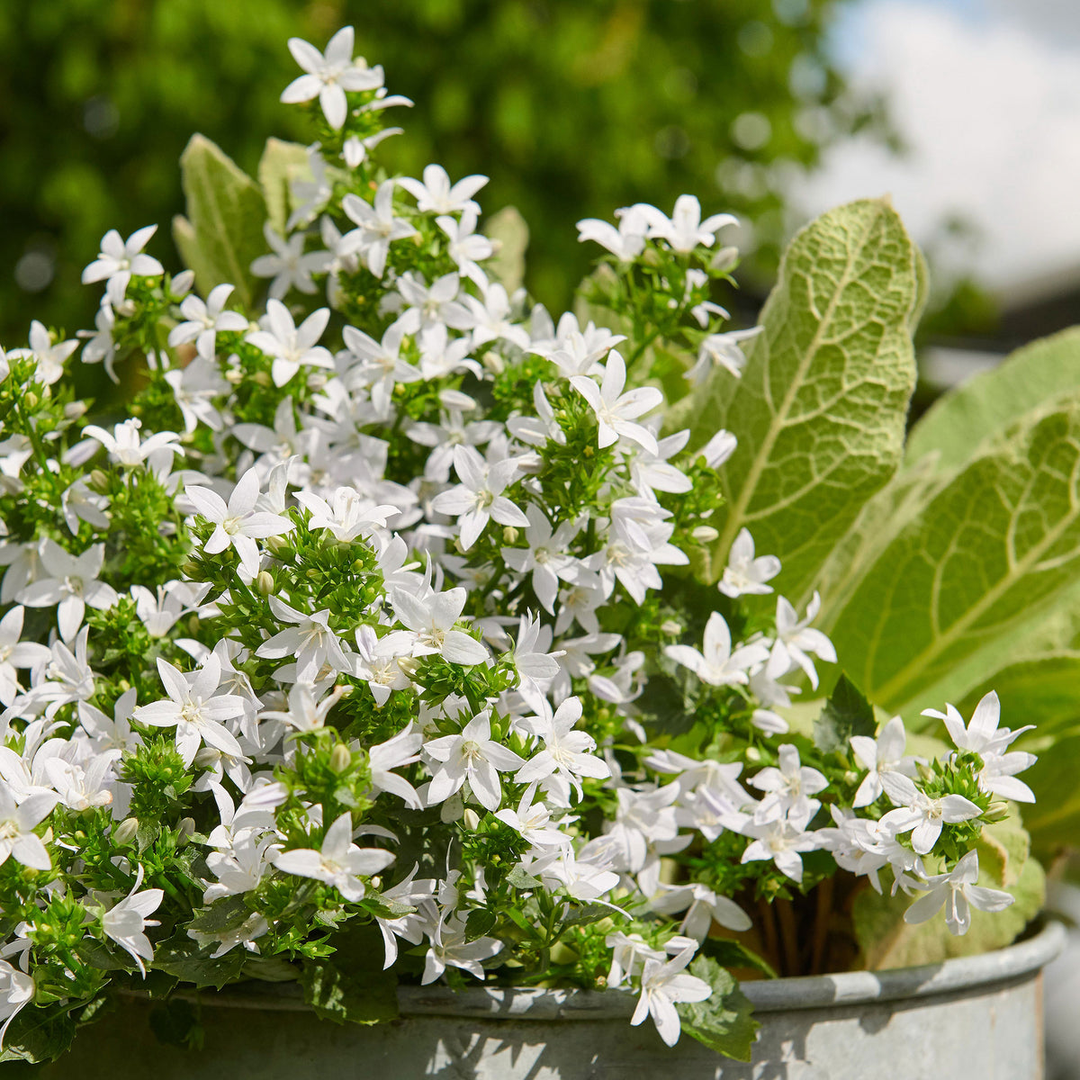 Serbian bellflower Campanula 'Silberregen' White - Bio - Hardy plant